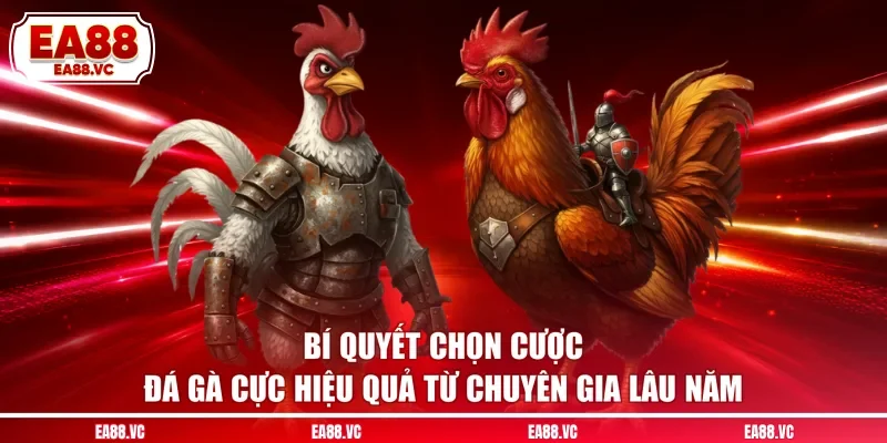 Bí quyết chọn cược đá gà cực hiệu quả từ chuyên gia lâu năm