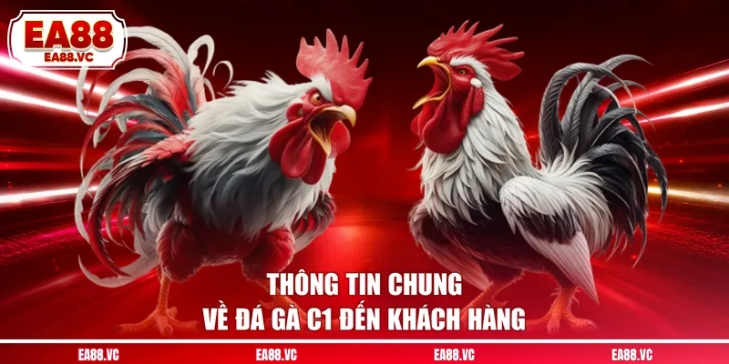 Thông tin chung về đá gà C1 đến khách hàng