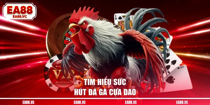 Tìm hiểu sức hút đá gà cựa dao
