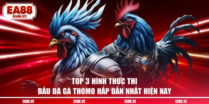 Top 3 hình thức thi đấu đá gà Thomo hấp dẫn nhất hiện nay